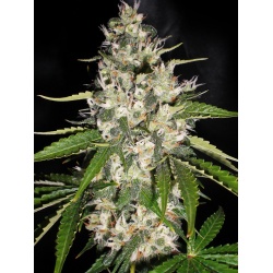 Jack Herer Cannabis