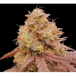 Amnesia Haze Autoflower Feminized Cannabis Seeds