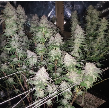 Fruity Pebbles Cannabis Seeds Feminized