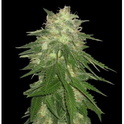 Hash Bud Cannabis Seeds Feminized