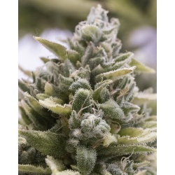 White Cannabis Seeds Feminized