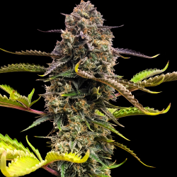 Skunk No.1 Cannabis Seeds Feminized