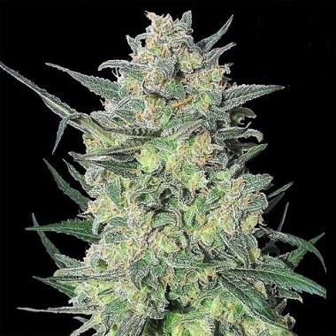 LSD Cannabis Seeds Feminized