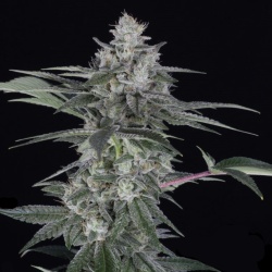White Dream