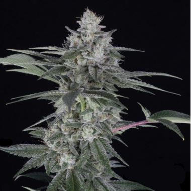 Blast Cannabis Seeds Feminized