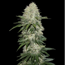 Sensi Star Cannabis Seeds Feminized