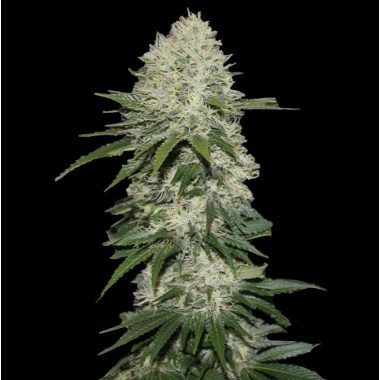 Sensi Star Cannabis Seeds Feminized