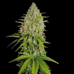 Grapefruit Haze Autoflower Feminized Cannabis Seeds