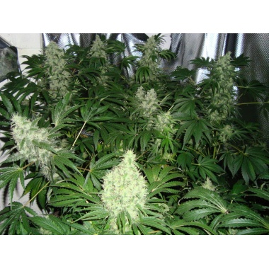 AK 47 Feminized Cannabis Seeds