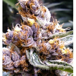 Blueberry Fast Version Cannabis Seeds Feminized