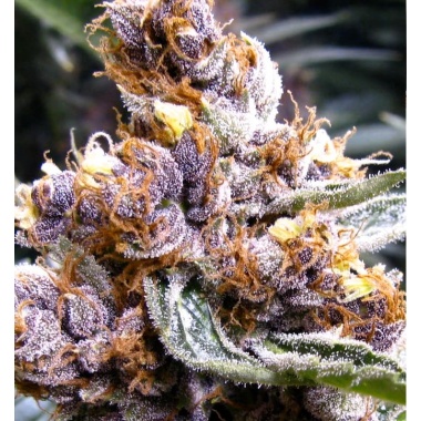 Blueberry Fast Version Cannabis Seeds Feminized