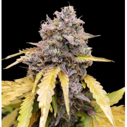 Gelato Autoflower Cannabis Seeds Feminized