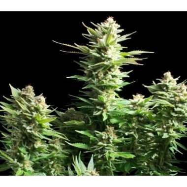 Amnesia Haze Cannabis Seeds Feminized