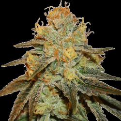 Bruce Banner Autoflowers Cannabis Seeds Feminized