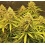 Bruce Banner Autoflowers Cannabis Seeds Feminized