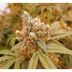 Pink Berry Cannabis Seeds Feminized