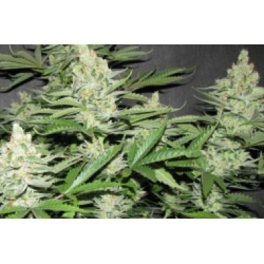 Sour Diesel Cannabis Seeds Feminized