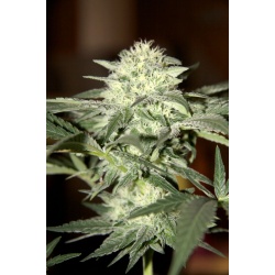 Dwarf Low Flyer Autoflower Cannabis Seeds Feminized