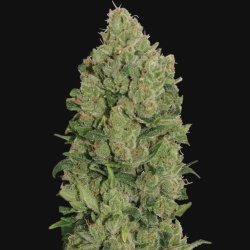 NYC Diesel Autoflower Feminized Cannabis Seeds