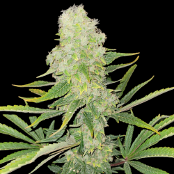 Northern Lights Cannabis Seeds Feminized