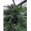 Strawberry Cannabis Seeds Feminized