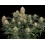 Skunk No.1 Autoflower Feminized Cannabis Seeds