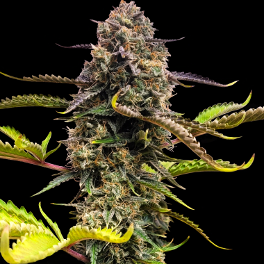 Skunk No.1 Autoflower Feminized Cannabis Seeds