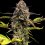 Skunk No.1 Autoflower Feminized Cannabis Seeds