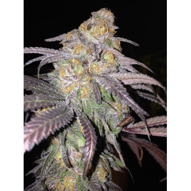 M 39 Granddaddy Cannabis Seeds Feminized