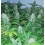 Super Skunk Cannabis Seeds Feminized