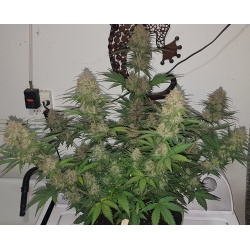 Mazar Autoflower Feminized Cannabis Seeds