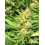 Bubblegum Cannabis Seeds Feminized