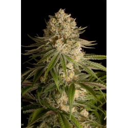 Critical Kush Cannabis Seeds Feminized
