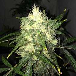 OG Kush Autoflower Feminized Cannabis Seeds