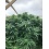 Strawberry Cannabis Seeds Feminized