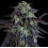 Girl Scout Cookies Cannabis Seeds Feminized