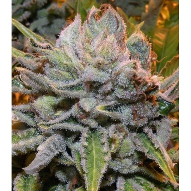 Black Gold Cannabis Seeds Feminized