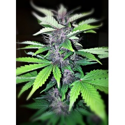 Purple Kush Autoflower Cannabis Seeds Feminized