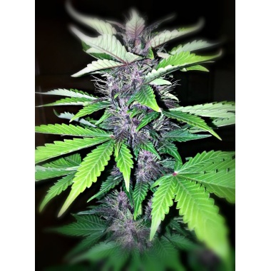 Purple Kush Autoflower Cannabis Seeds Feminized