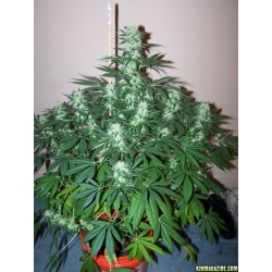 White Widow Autoflower Feminized Cannabis Seeds
