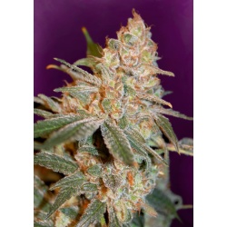 Diesel Cannabis Seeds Feminized
