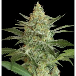 OG Kush Cannabis Seeds Feminized