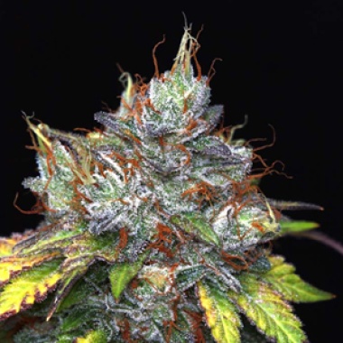 Purple Kush Cannabis Seeds Feminized
