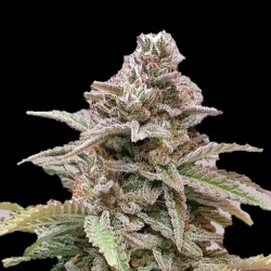 Critical Haze Autoflower Feminized Cannabis Seeds