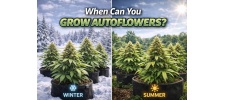 When Can You Grow Autoflowers? Best Times Indoors & Outdoors