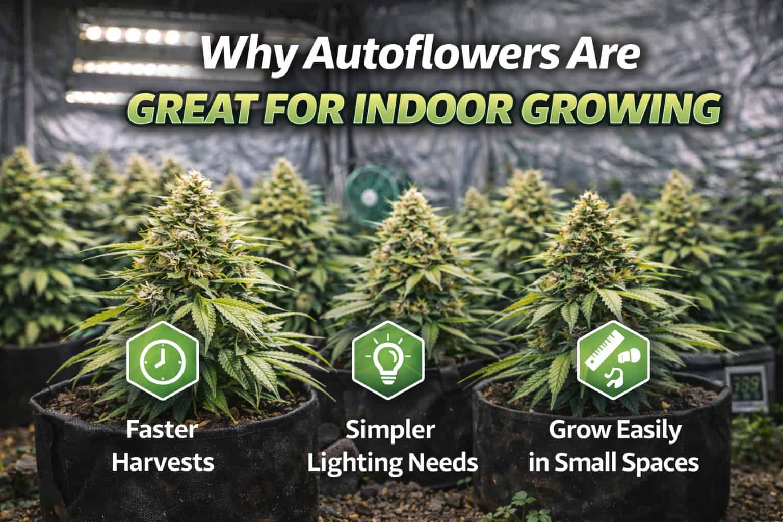 Why Autoflowers Are Great for Indoor Growing