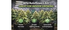 Why Autoflowers Are Great for Indoor Growing