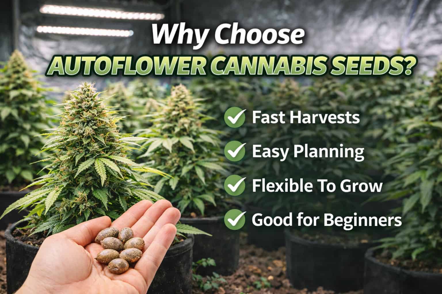 Benefits of Growing Autoflowers | Why Choose Autoflower Cannabis Seeds