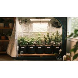 Best Autoflowers for Beginners: 5 Easy Strains to Grow