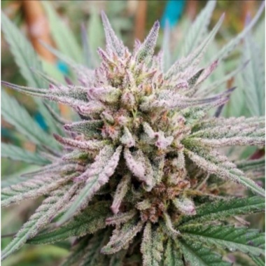 CBD Painkiller XL Autoflower Cannabis Seeds Feminized